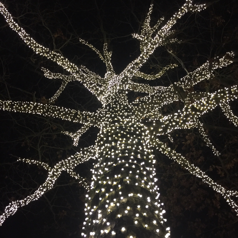 50 LED Pure White LED Christmas Lights 11' Long On Green Wire 5 50 LED Pure White LED Christmas Lights 11' Long On Green Wire - Image 5