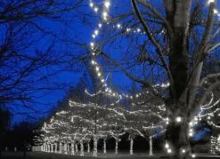 Commercial Grade Wide Angle 100 LED Pure White 50' Long On Green Wire -Holiday Lights Sales 0028957 commercial grade wide angle 100 led pure white 50 long on green wire